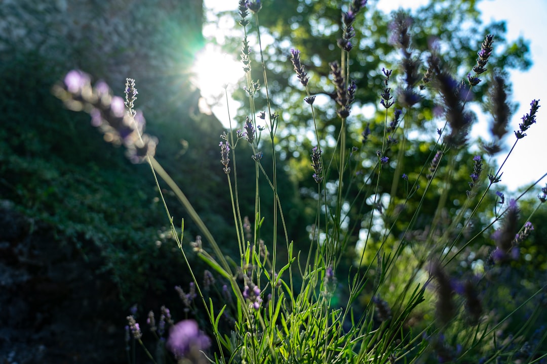 Un sentier de jardin sinueux bordé de fleurs colorées, avec des pavés propres et sans mauvaises herbes, évoquant un entretien méticuleux.
