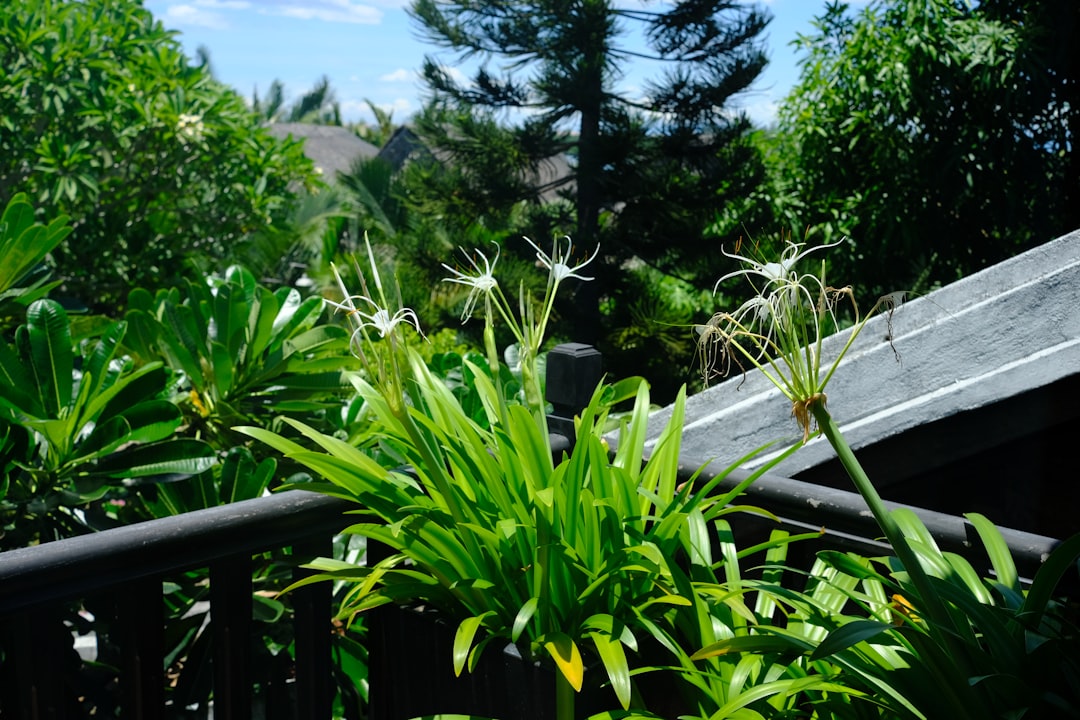 Des pavés autobloquants dont les joints ont été intentionnellement plantés de petites plantes couvre-sol robustes, une technique d