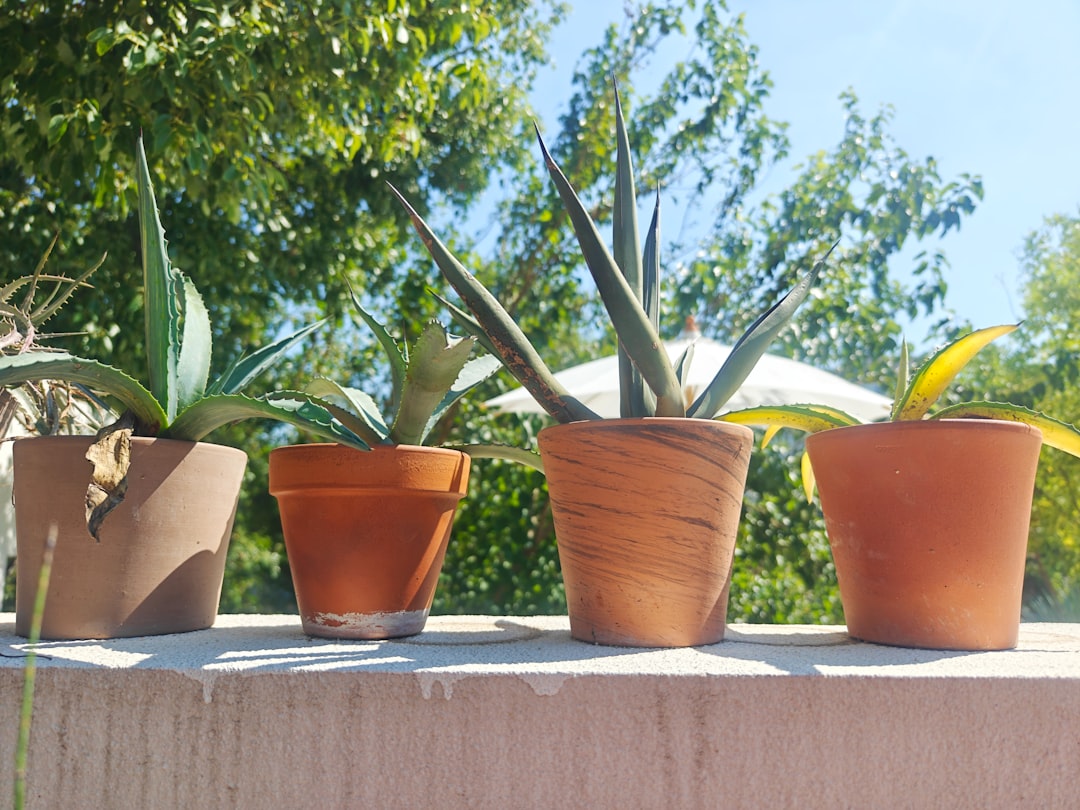 Gros plan sur une main gantée tenant des jeunes plants prêts à être repiqués dans un sol riche.
