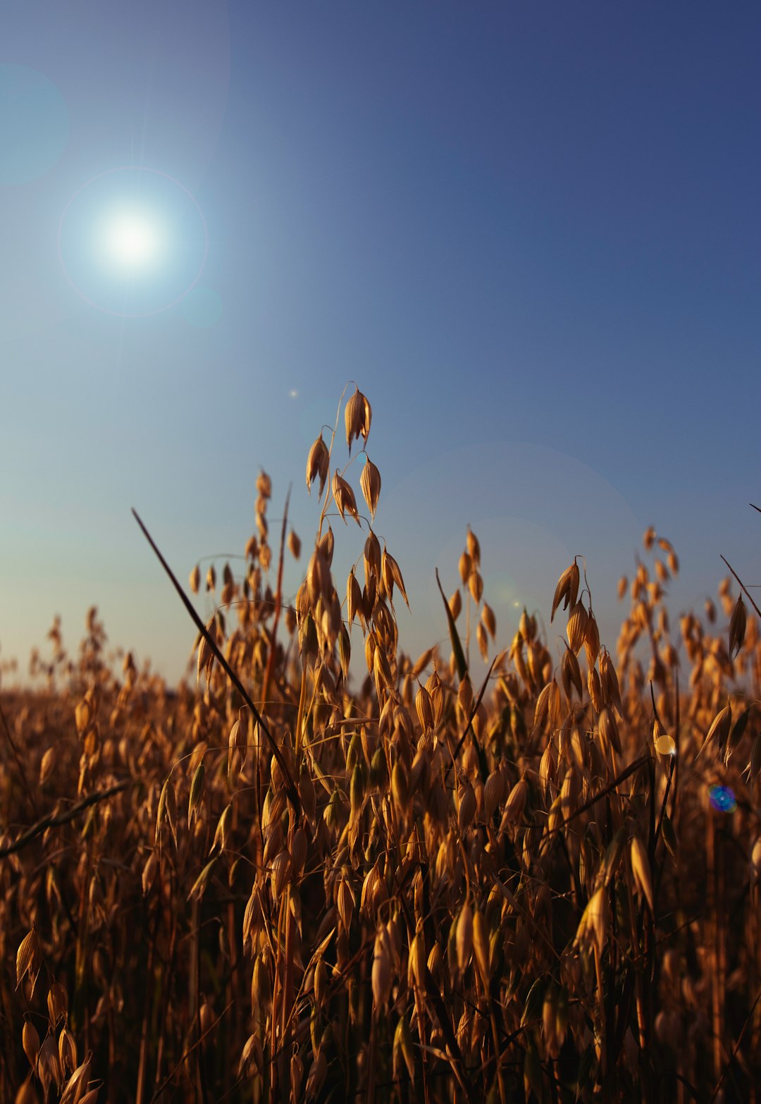 Une grande moissonneuse-batteuse moderne récoltant du blé dans un vaste champ doré sous un ciel dramatique.