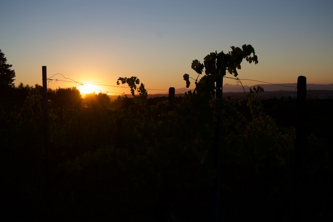 Vue aérienne de rangées de vignes bien alignées dans le paysage vallonné du Gers au coucher du soleil.