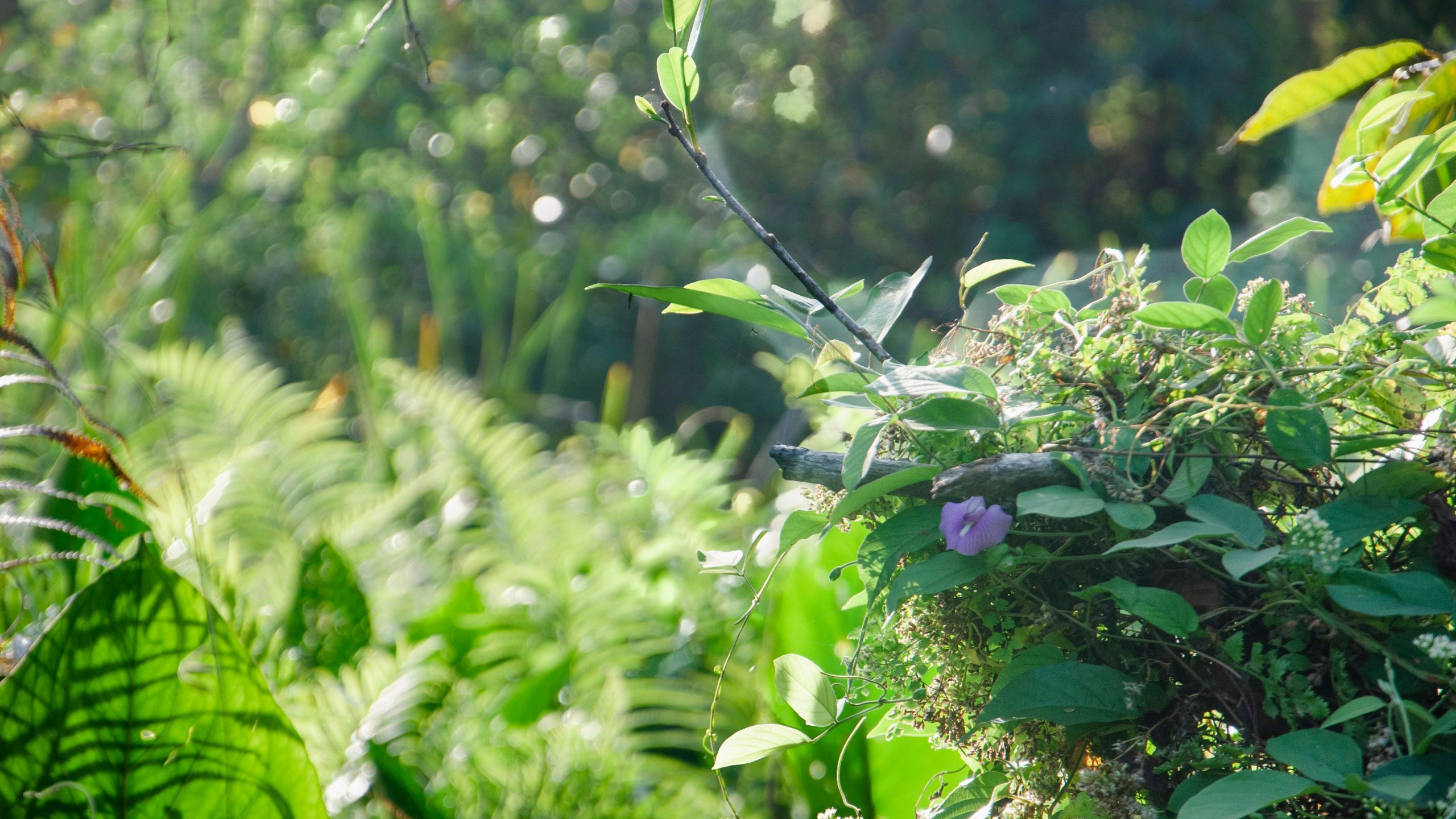 Close up photo of green plants in a garden with gardening tools in the background blurred.