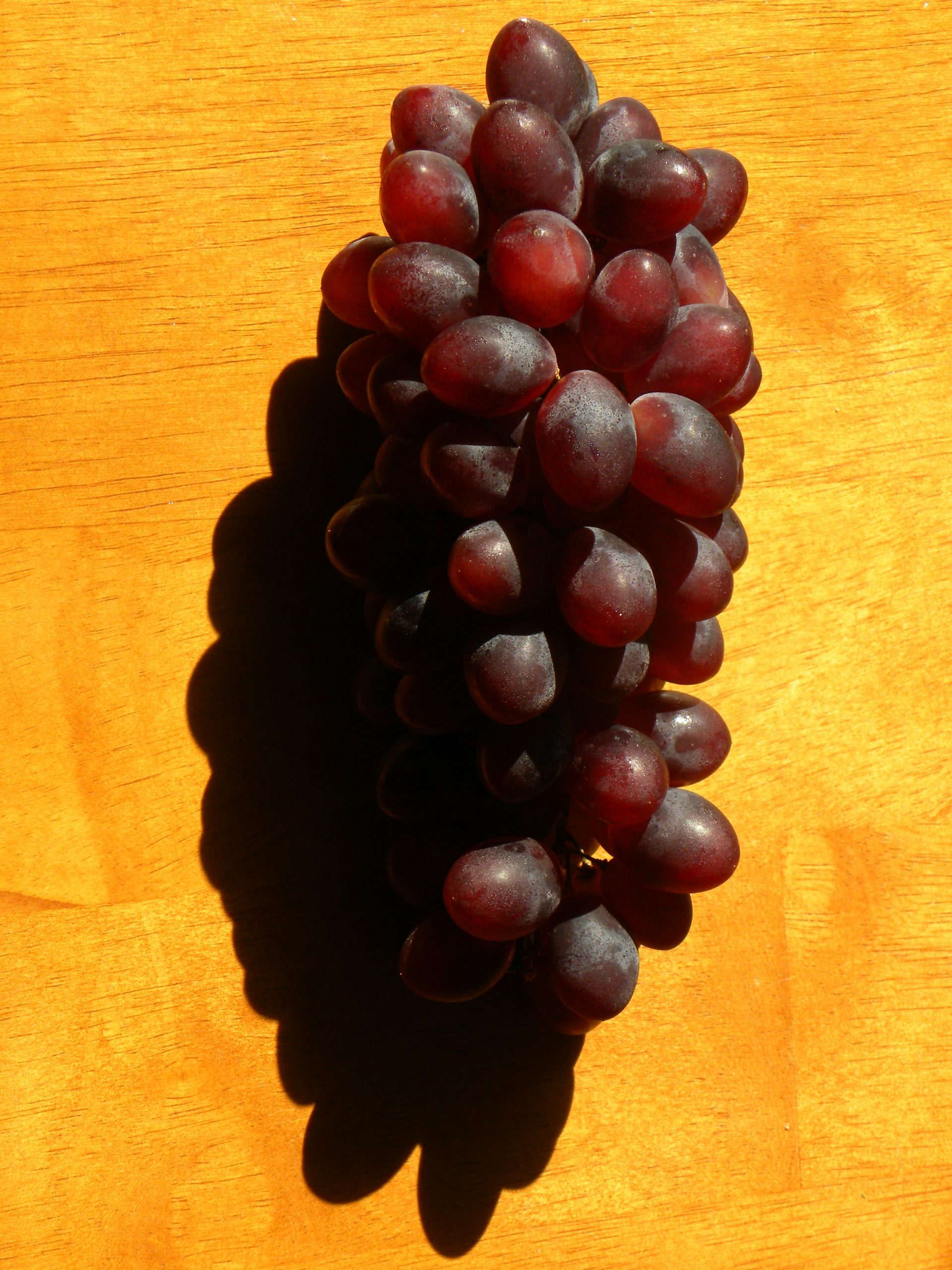 Close-up macro shot of a healthy grape cluster during veraison, showing texture and detail with soft lighting.