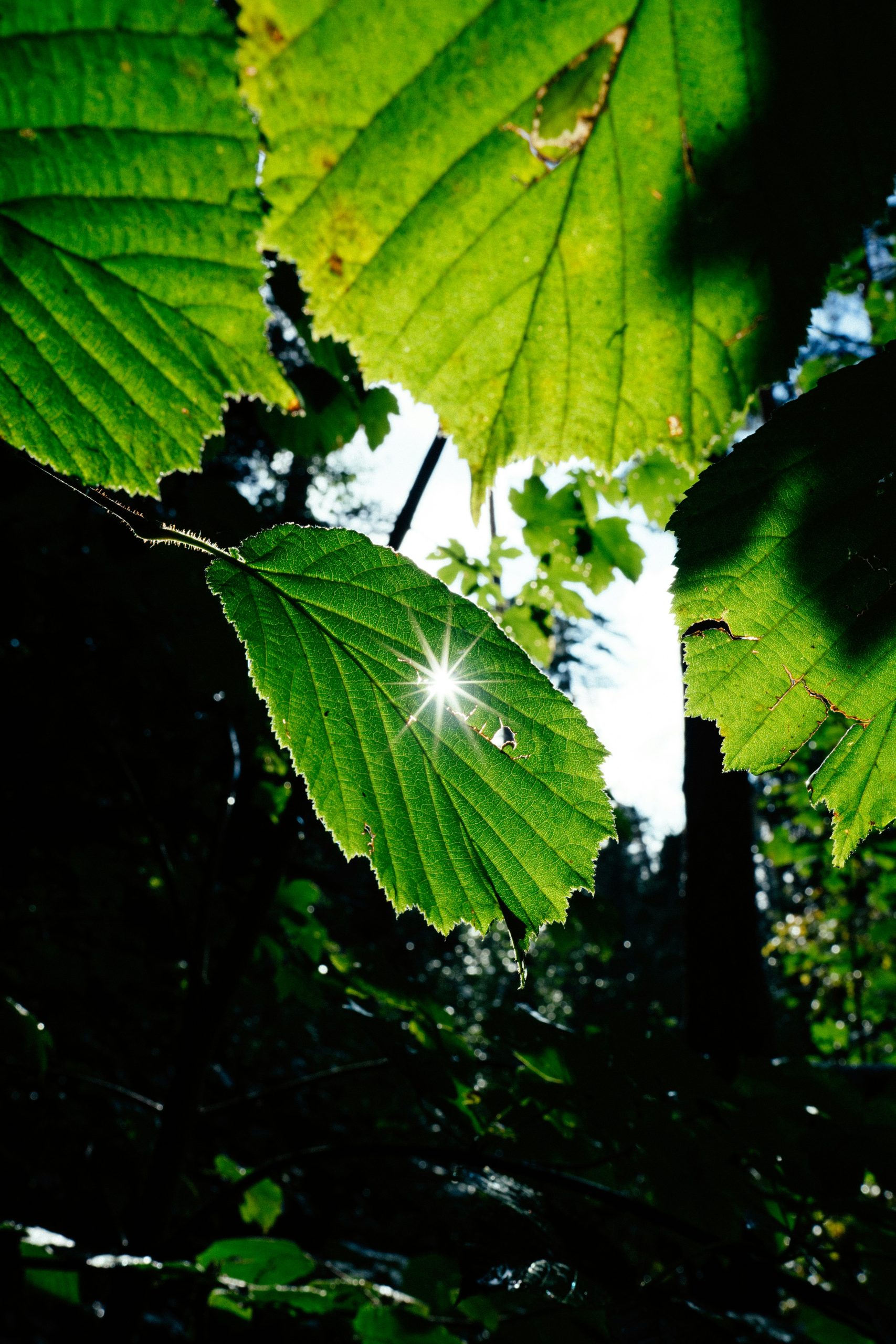 Close up shot of mechanical hoe blades working the soil in a vineyard