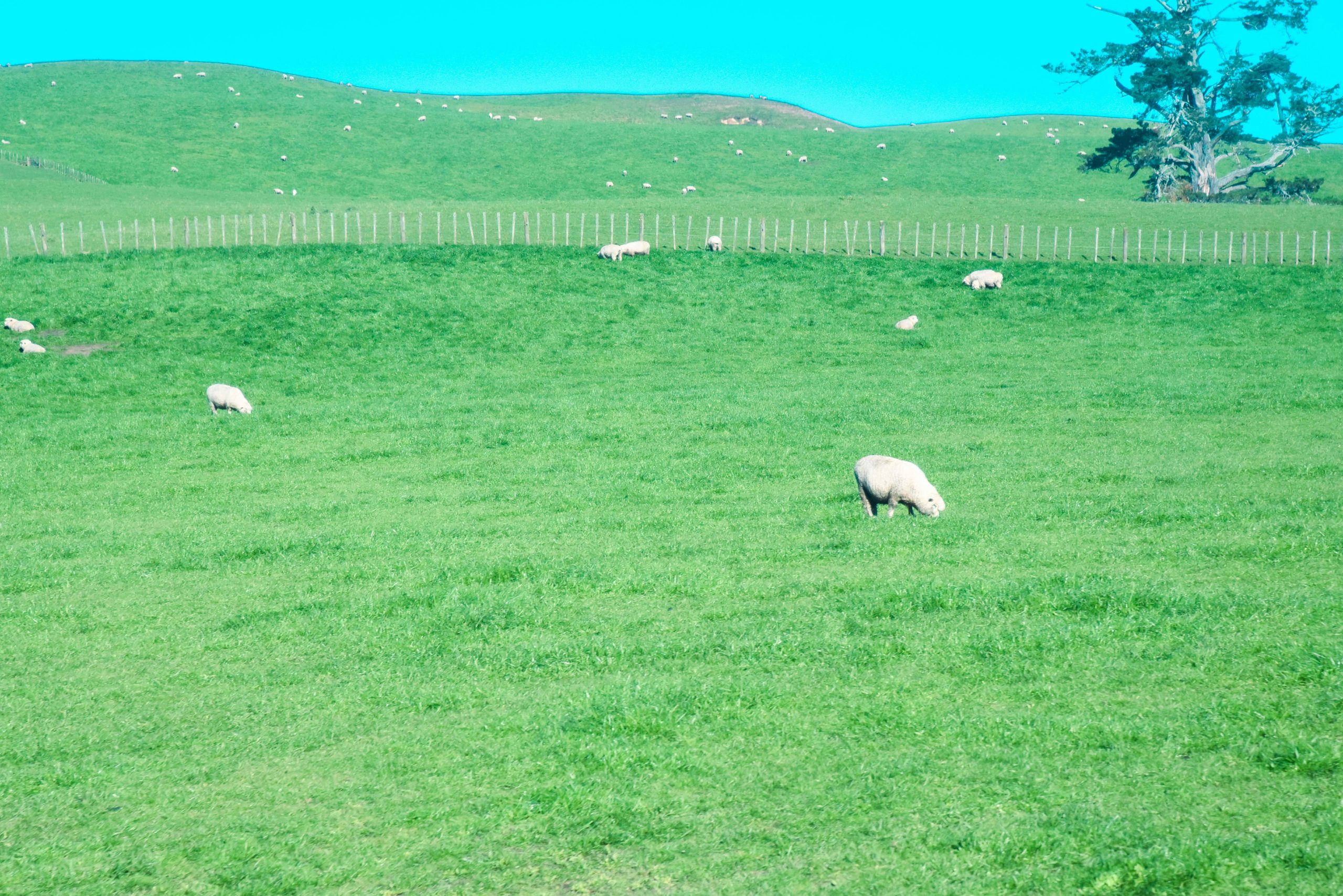 Close up of sheep grazing in an urban park setting near a fence