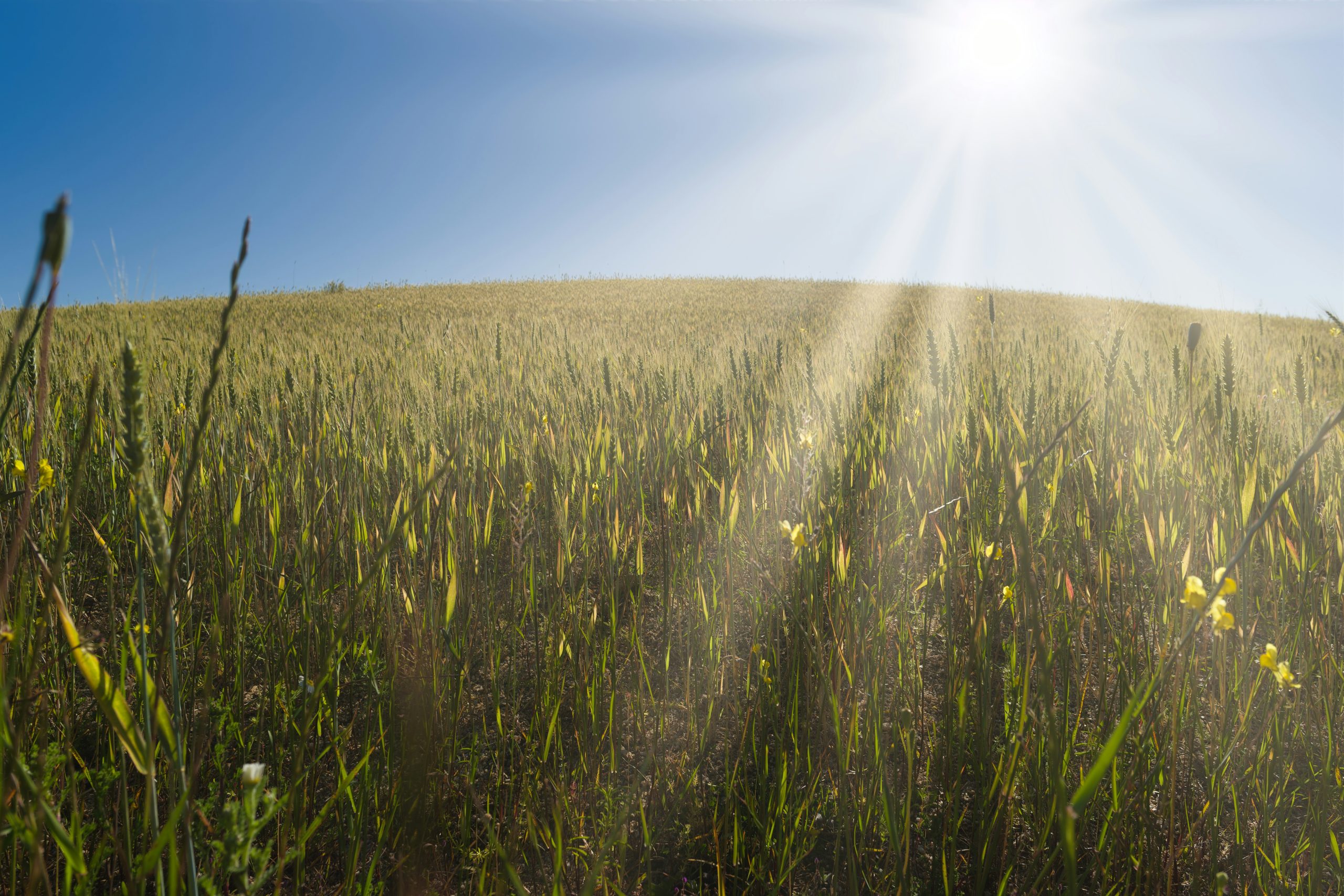 Agricultural landscape with rows of crops under sunlight