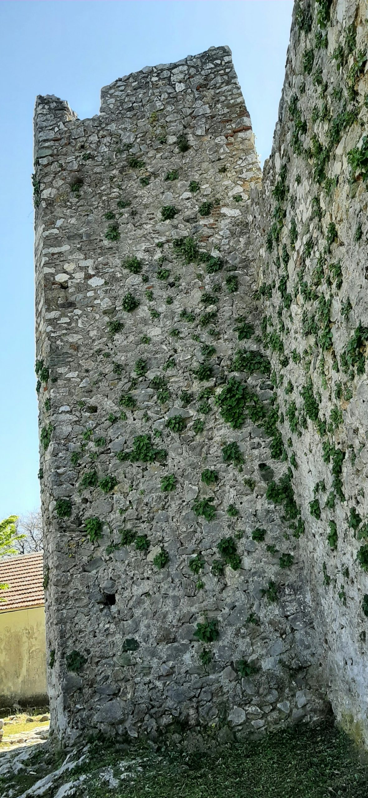 Close-up of moss growing on old stone wall, nature texture