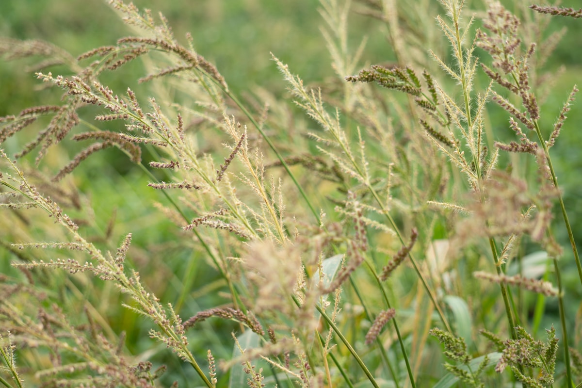 green and brown plant during daytime