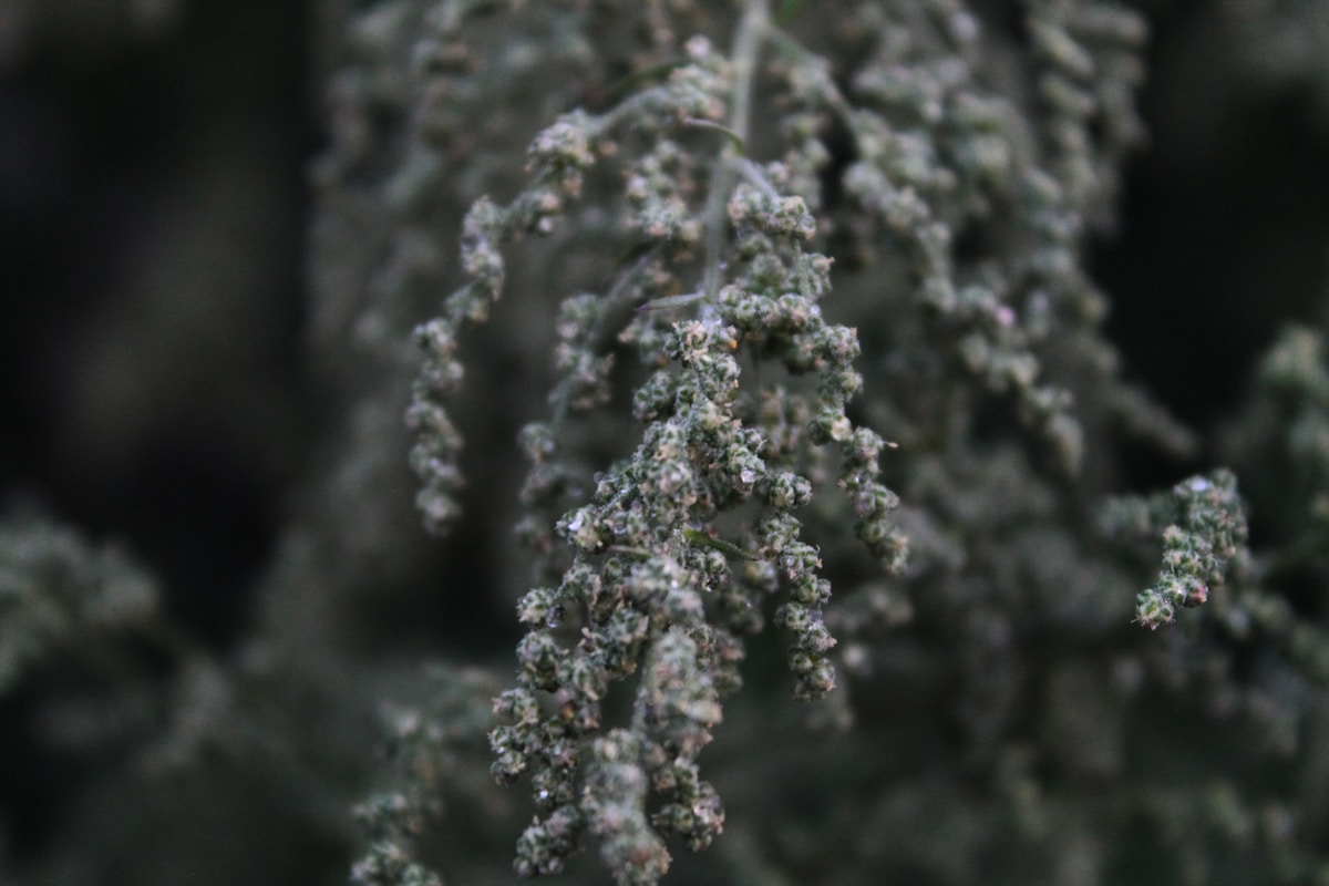 green plant in close up photography