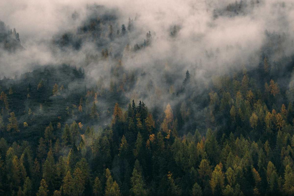 Fog drifts through dense forest of evergreen trees.