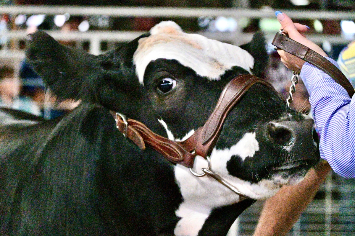 A man is petting a black and white cow
