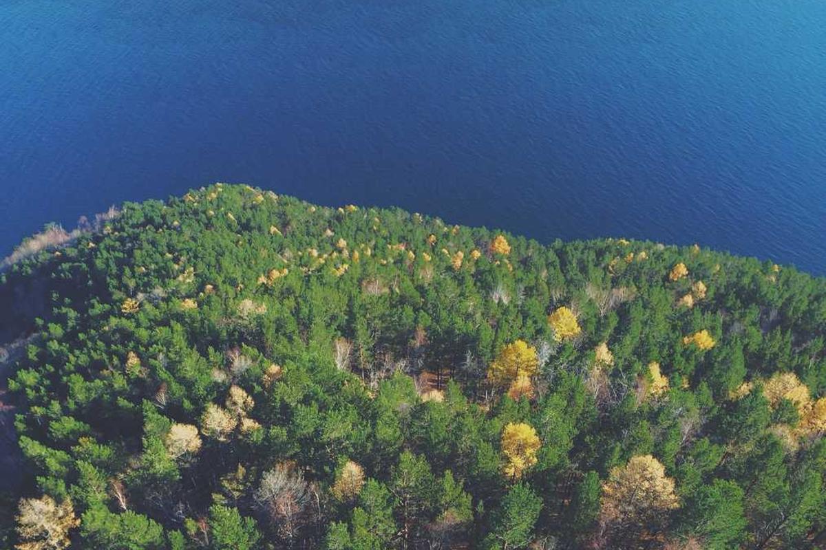 Aerial view of forest meeting water.