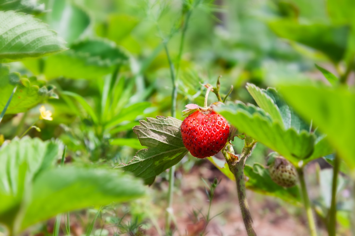 A single, ripe strawberry grows in the garden.