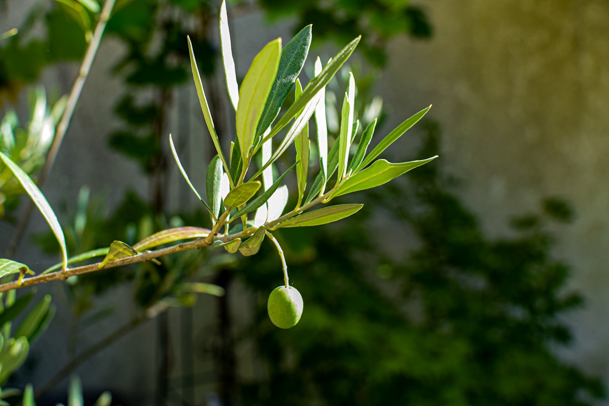 Single green olive hanging from a branch