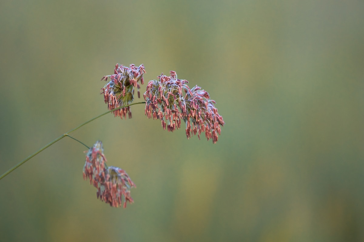pink flowers in tilt shift lens