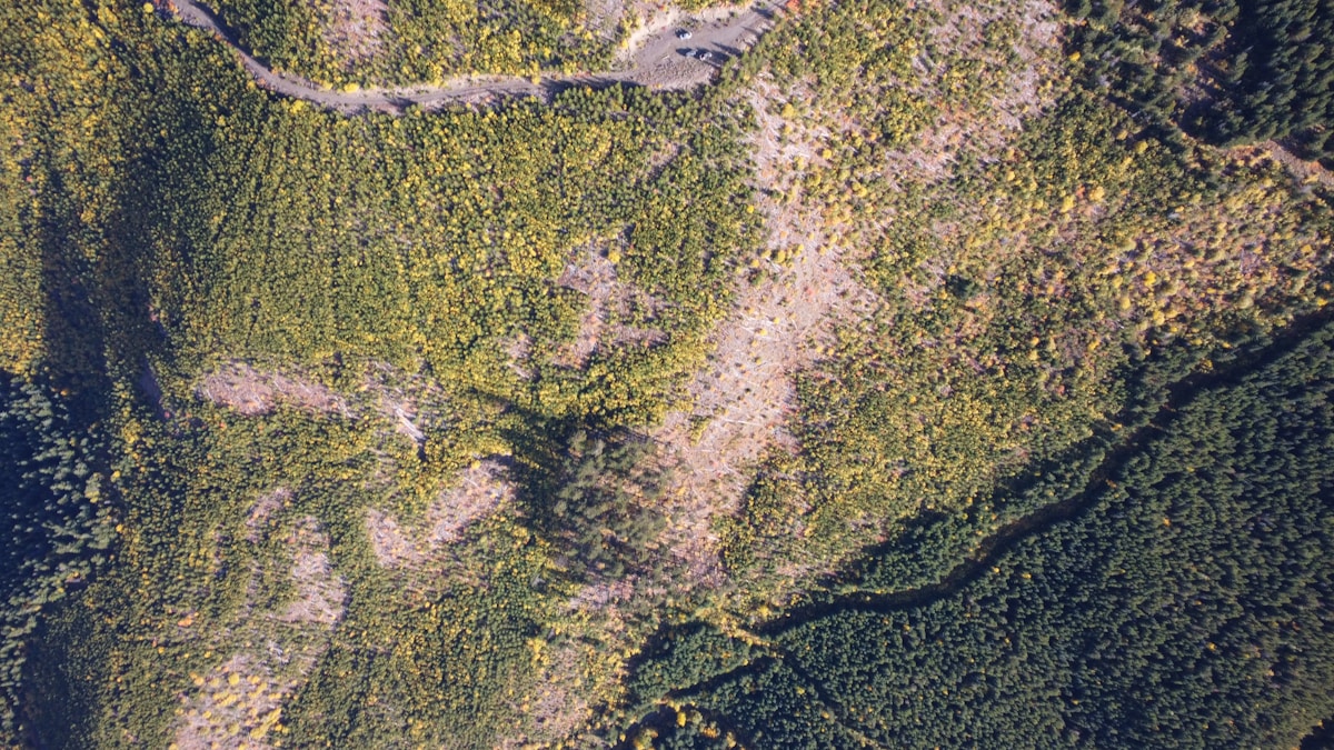 A bird's eye view of a grassy area