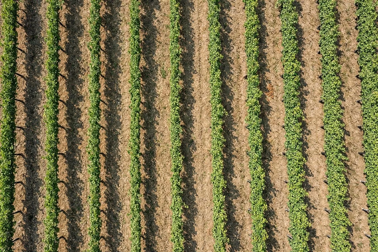 Gros plan sur un rang de vignes avec le sol visible sous les ceps, montrant la zone étroite sous le pied de vigne où poussent quelques adventices, lumière naturelle, contexte viticole, sol travaillé entre les plants