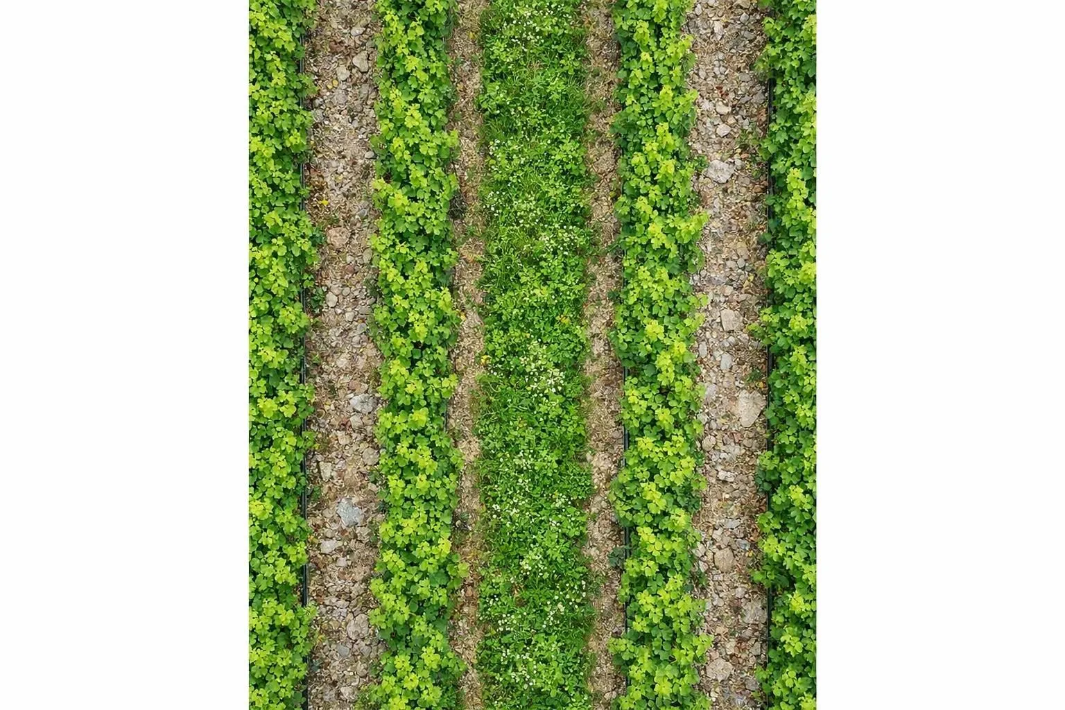 Rang de vignes françaises avec enherbement naturel sous les pieds, couverture végétale dense entre les ceps sur sol granitique, contexte viticole professionnel