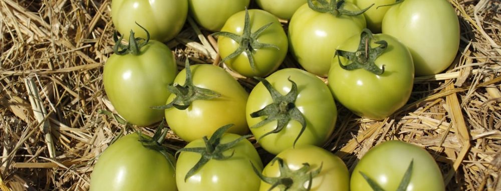 Pile de tomates vertes sur du foin, résultat d'une culture avec l'équipement pour permaculture.