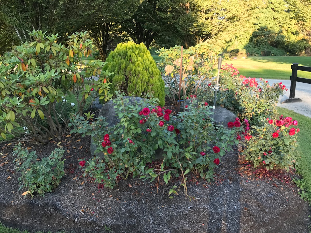 a garden with flowers and a bench in the background