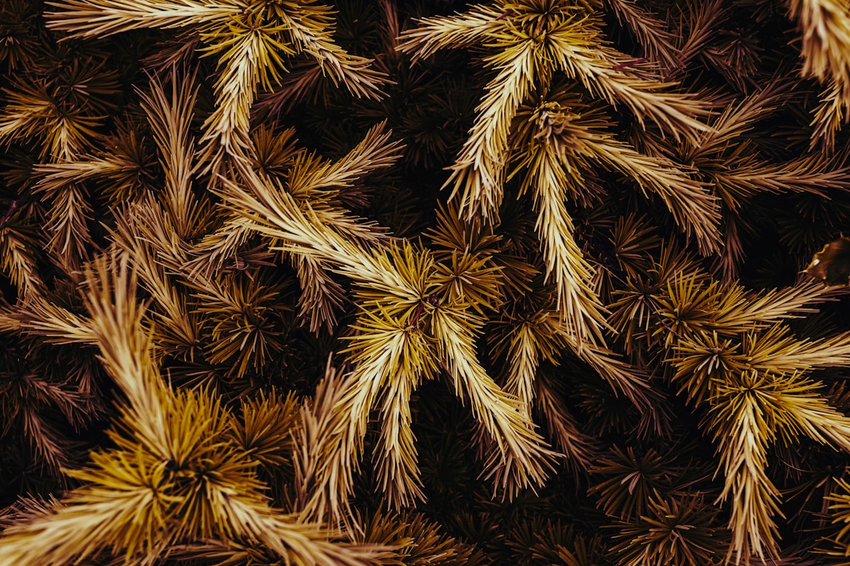 Close-up of dry, brown moss texture