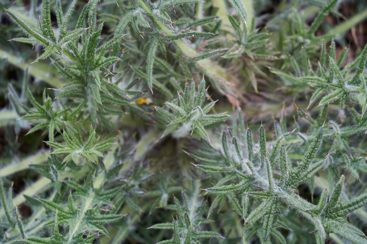 a close up of a green plant with leaves