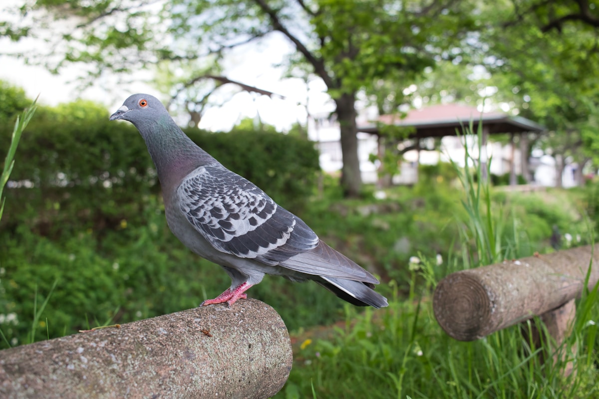 a pigeon perched on a log in a park