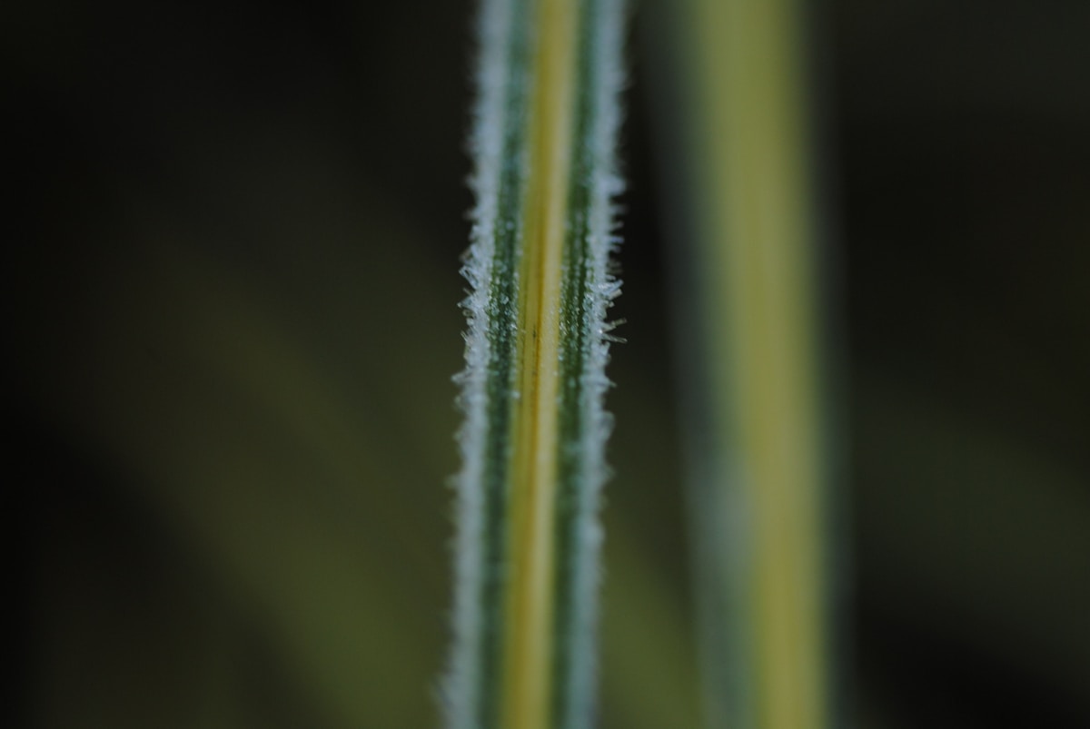 Close-up of blade of grass, likely frosted.