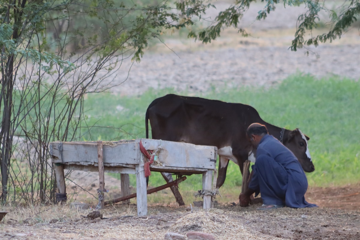 A man kneeling down next to a cow