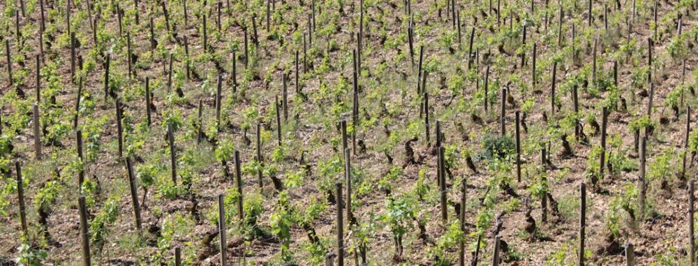 "Vigne au printemps, rangées de ceps en début de croissance, exemple de techniques désherbage sans produit chimique en viticu