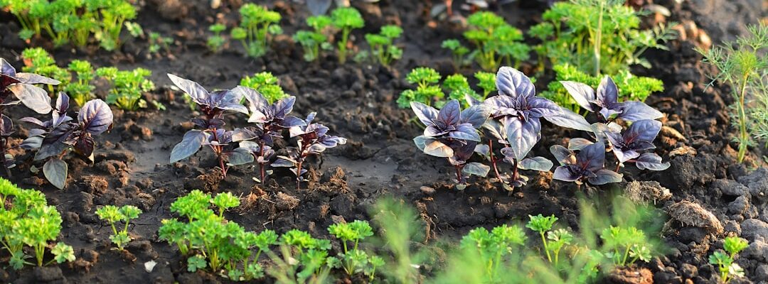 "Fleurs poussant dans la terre avec une méthode désherbage alternatif bio, cultivées de manière naturelle."