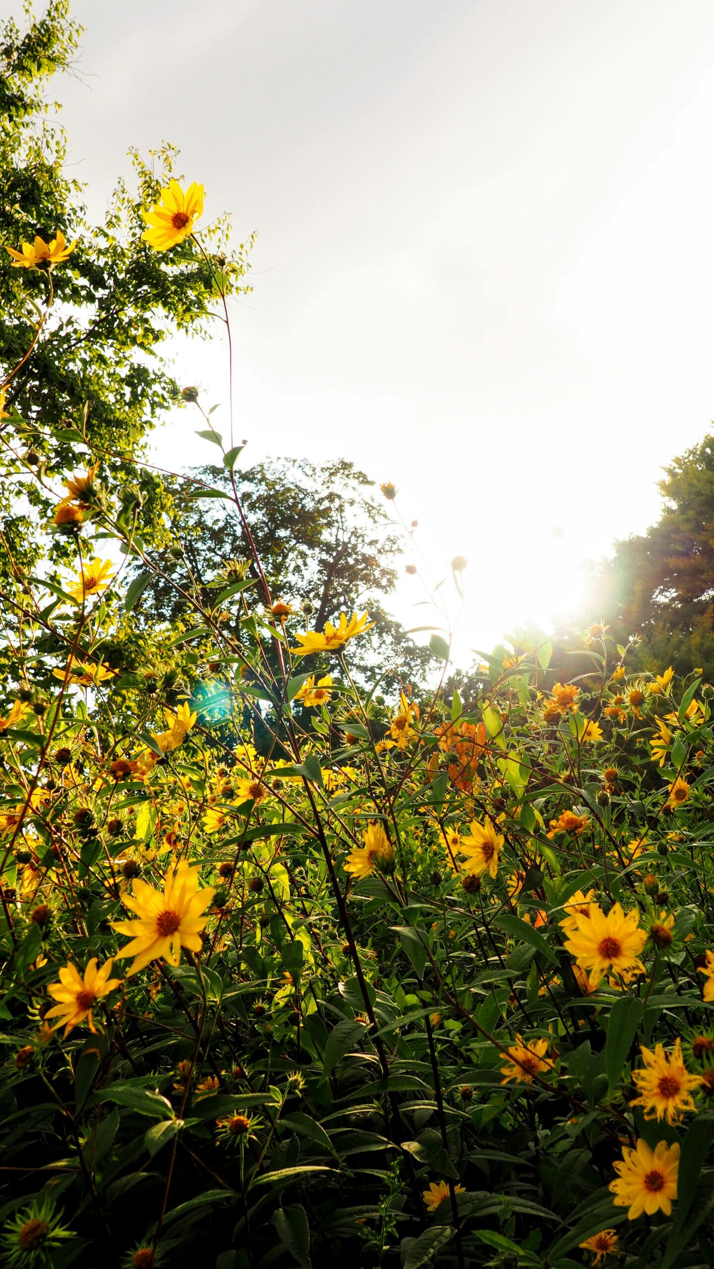 Gros plan sur des feuilles et plantes vertes diverses dans un jardin durable montrant la biodiversité.