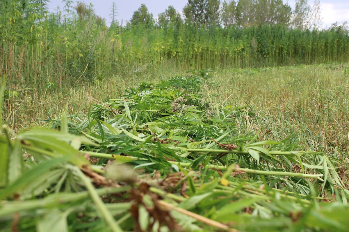 Champ de végétation luxuriante dans une forêt verdoyante.