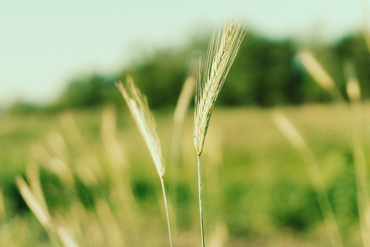 Wheat stalks sway gently in a field.