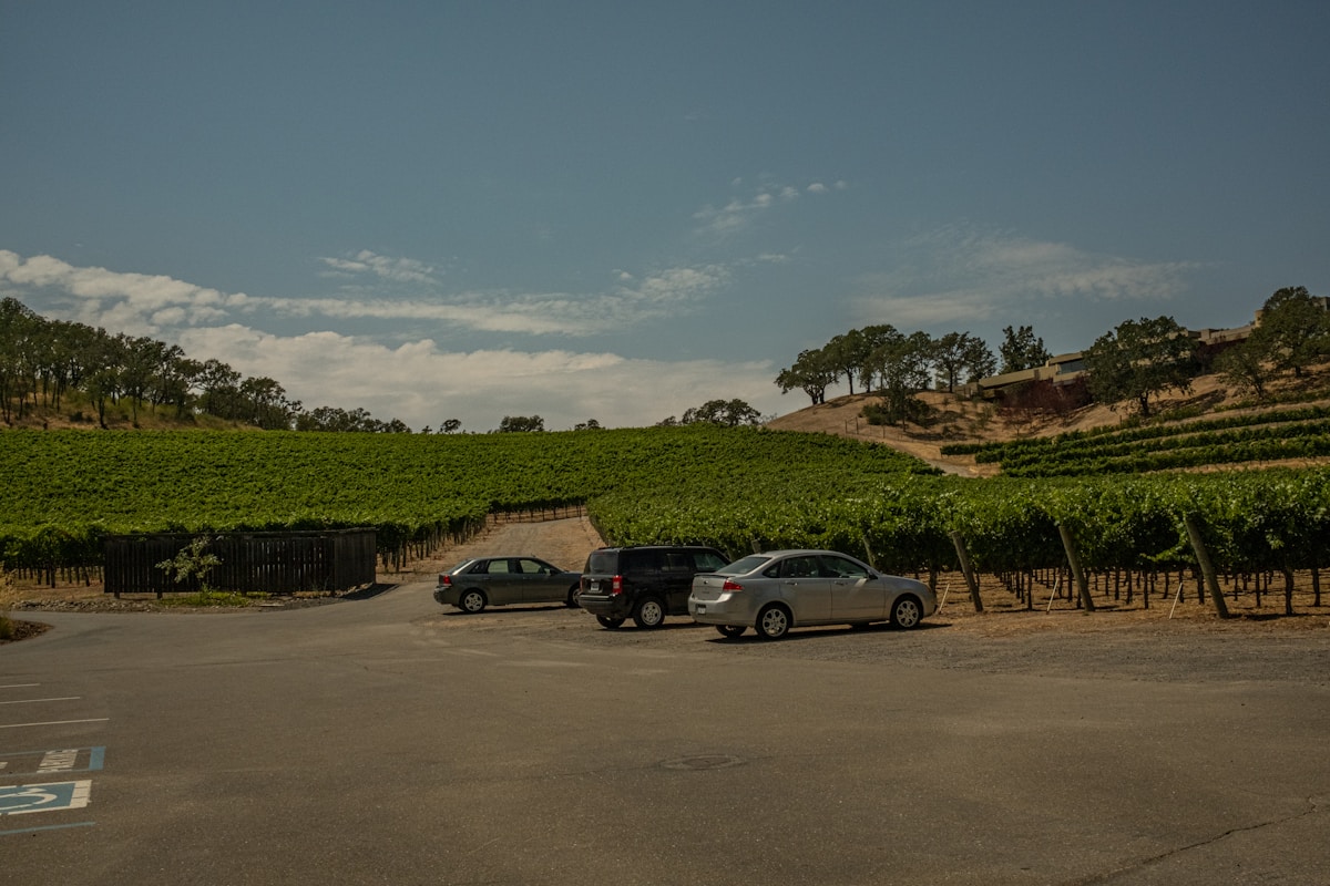 Vignoble verdoyant avec voitures garées sur un parking.