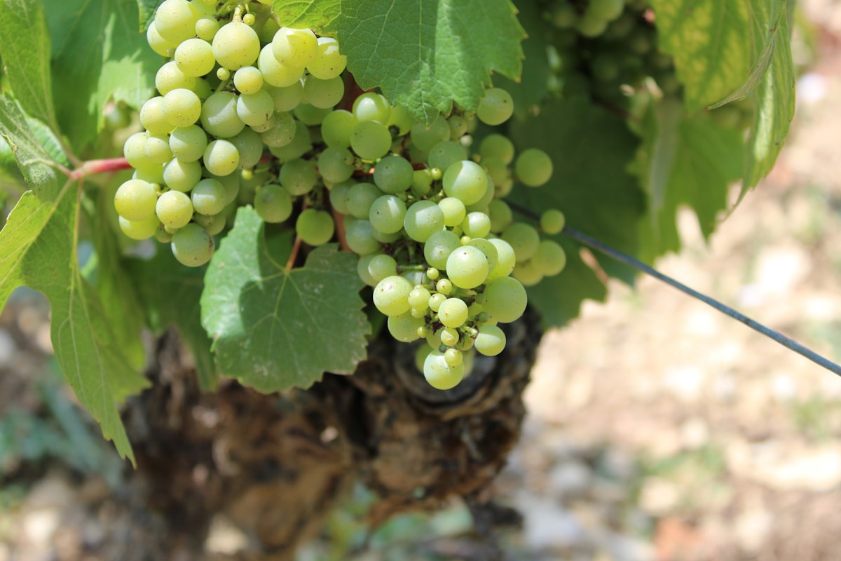 Grappes de raisins verts pendantes sur une vigne avec des feuilles.