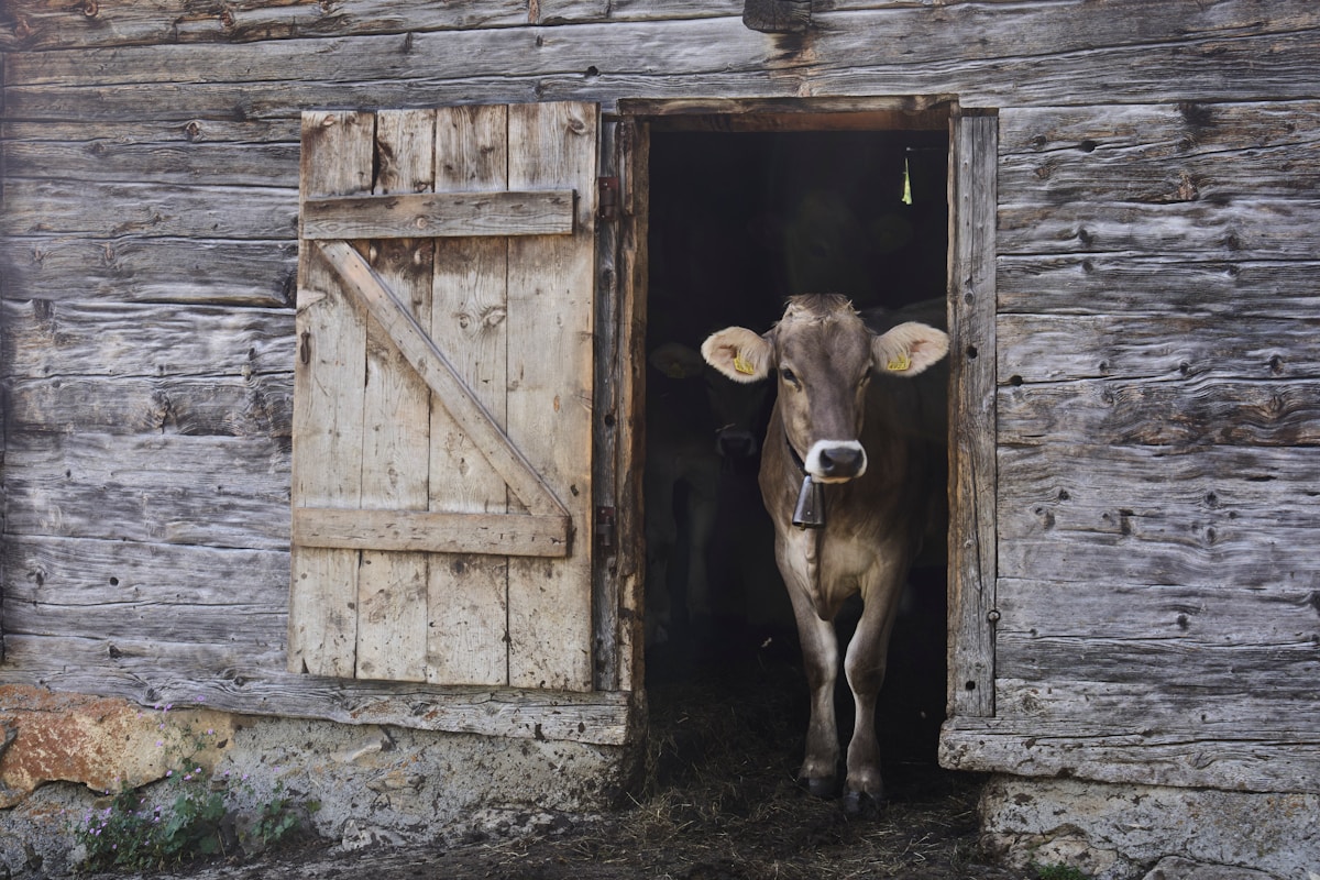 A cow stands in a rustic wooden doorway.