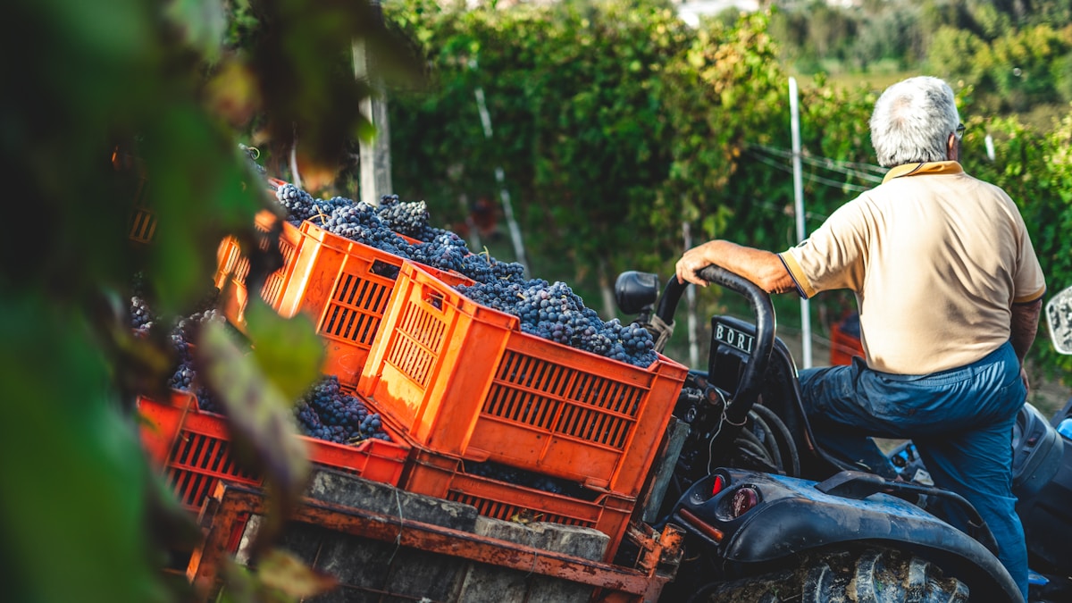 Récolte de raisins dans un vignoble, tracteur transportant des caisses pleines de raisins.