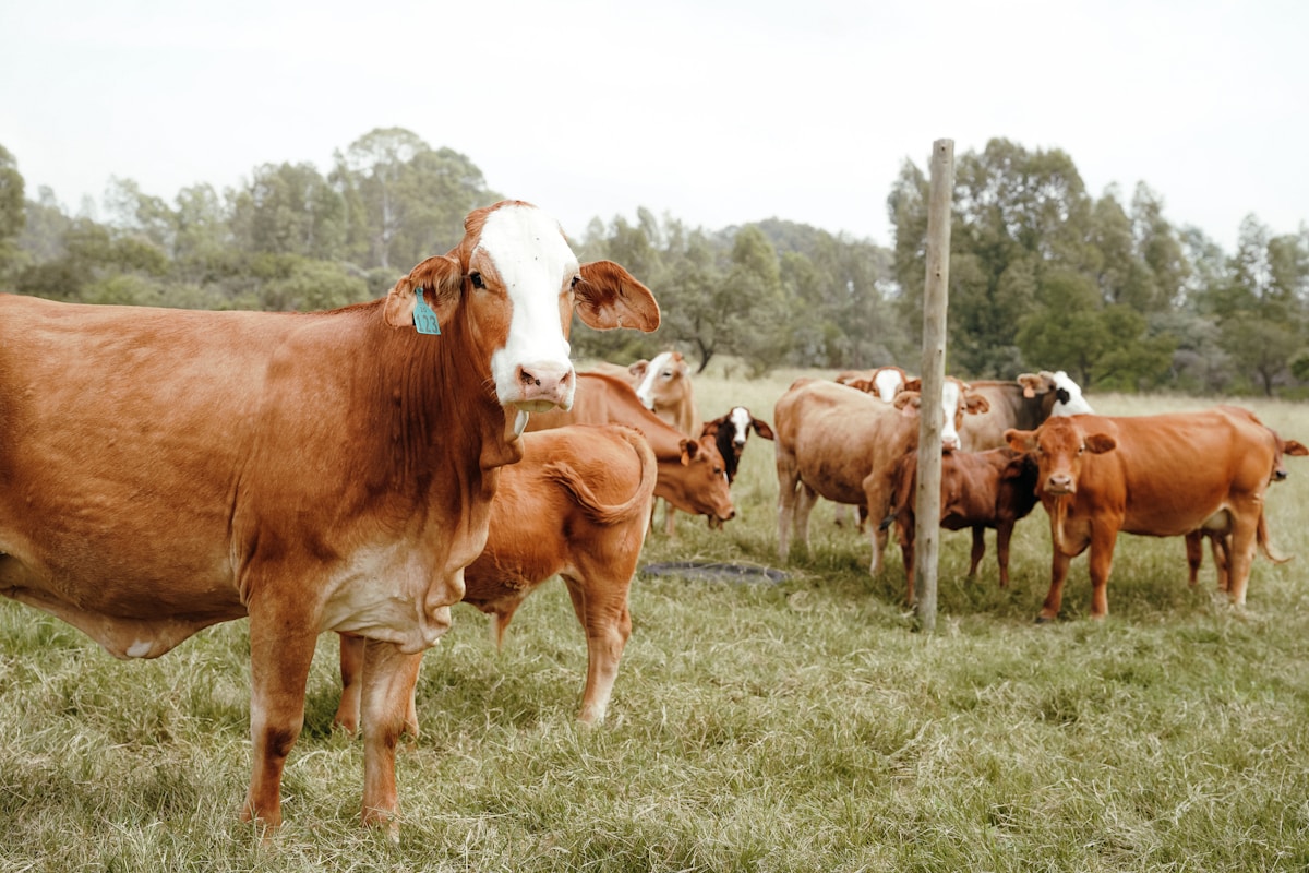 Troupeau de vaches brunes et blanches paissant dans un champ verdoyant.
