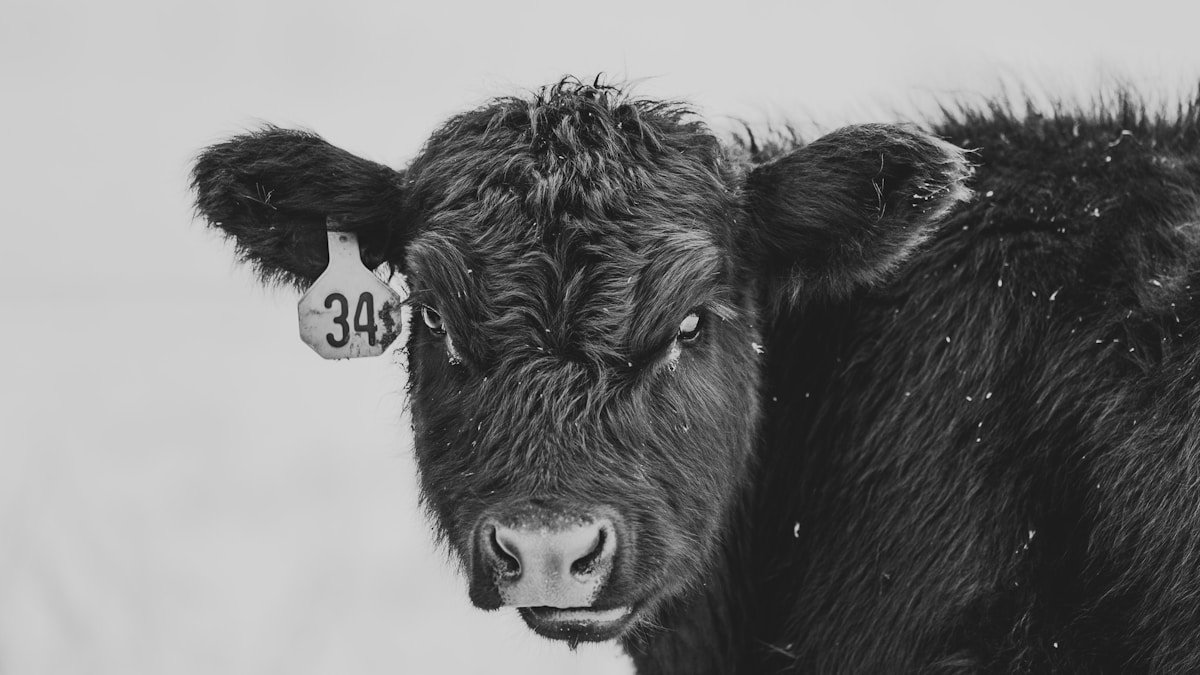 a black and white photo of a cow looking at the camera