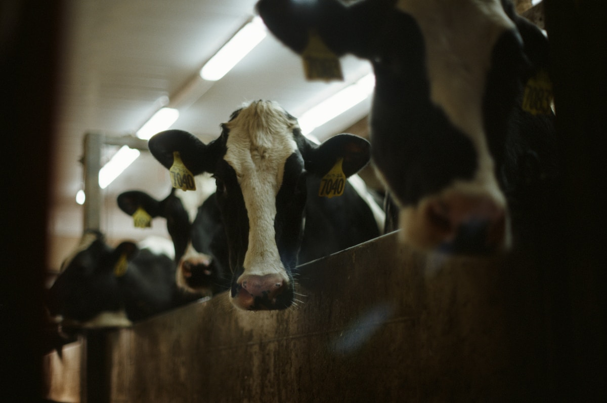 Cows in a barn with overhead lights
