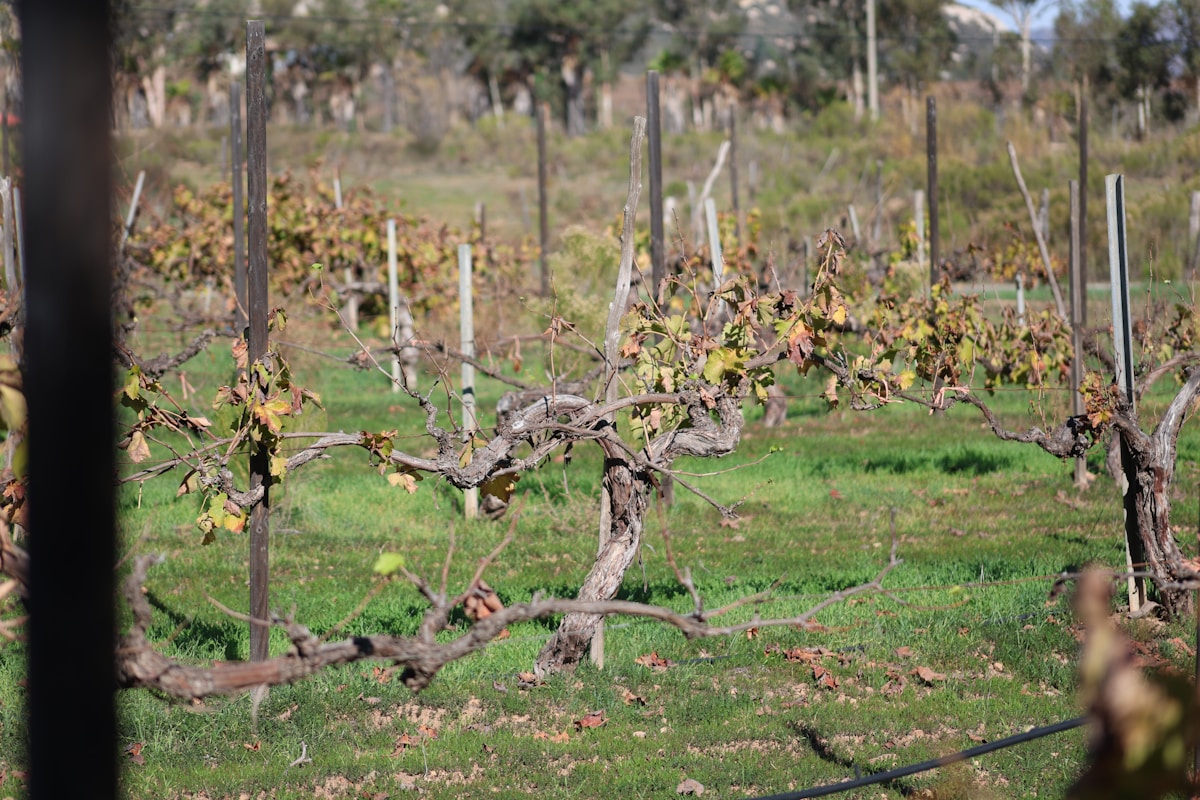 Barren vineyard rows with autumn leaves and grass.