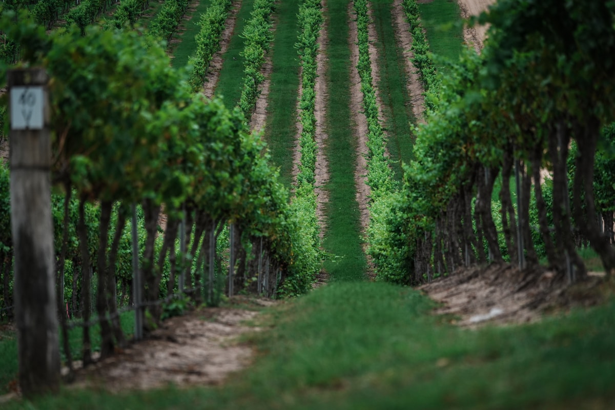 Rows of grapevines in a vineyard on a sunny day