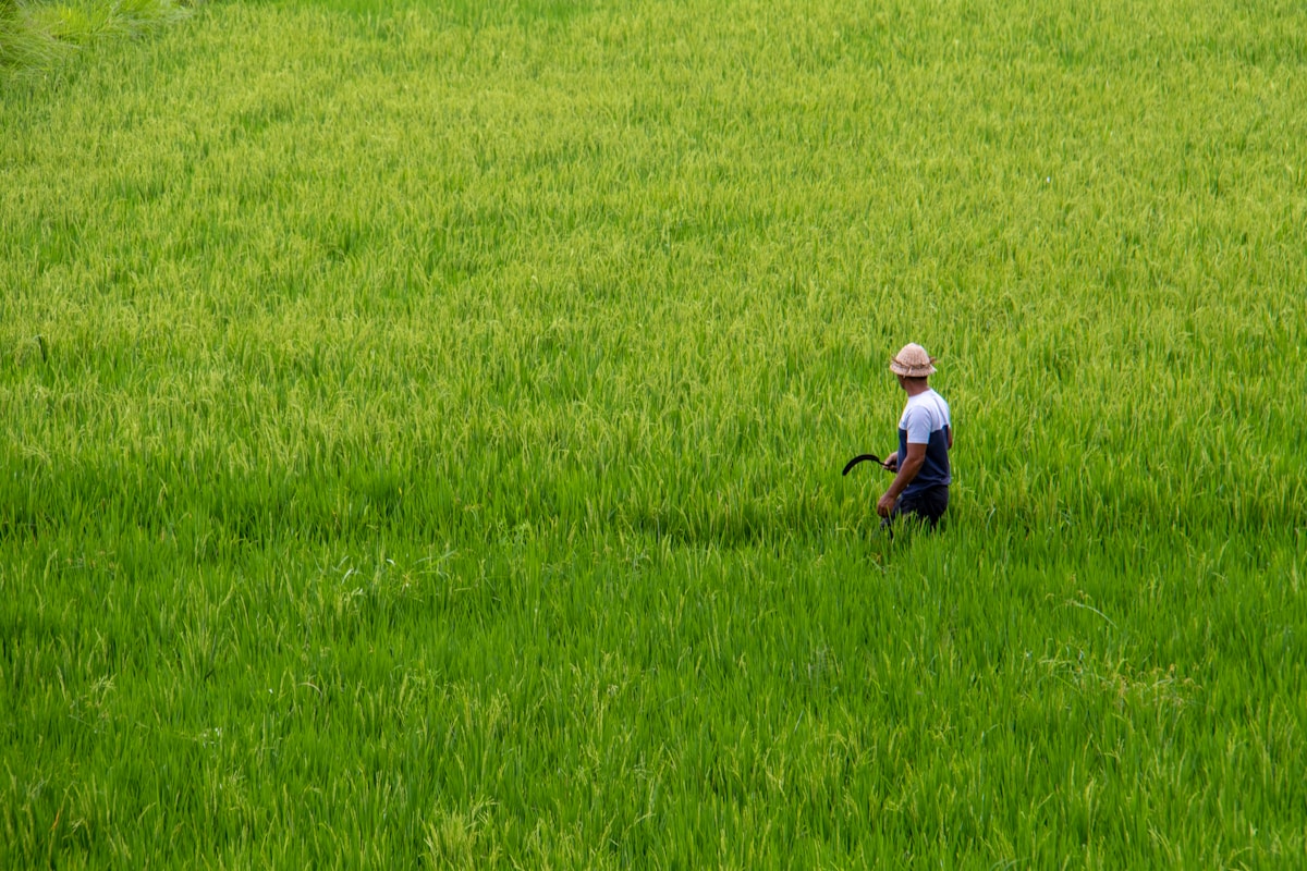 Homme travaillant dans un champ de riz verdoyant.
