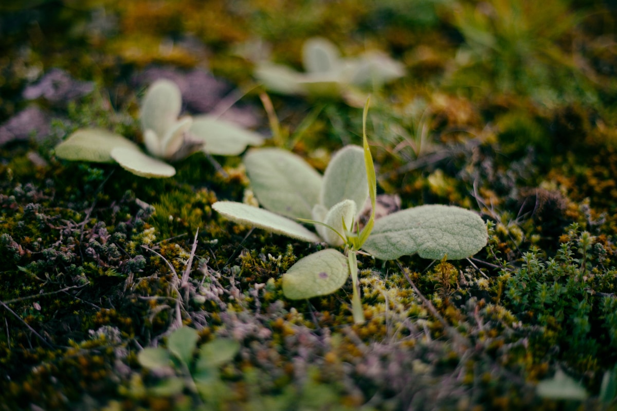 Plantes vertes et feuilles douces sur un tapis de mousse.