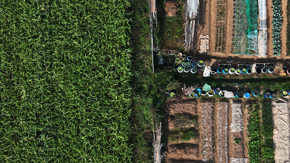 Jardin potager avec rangées de plantes et de pots de fleurs.