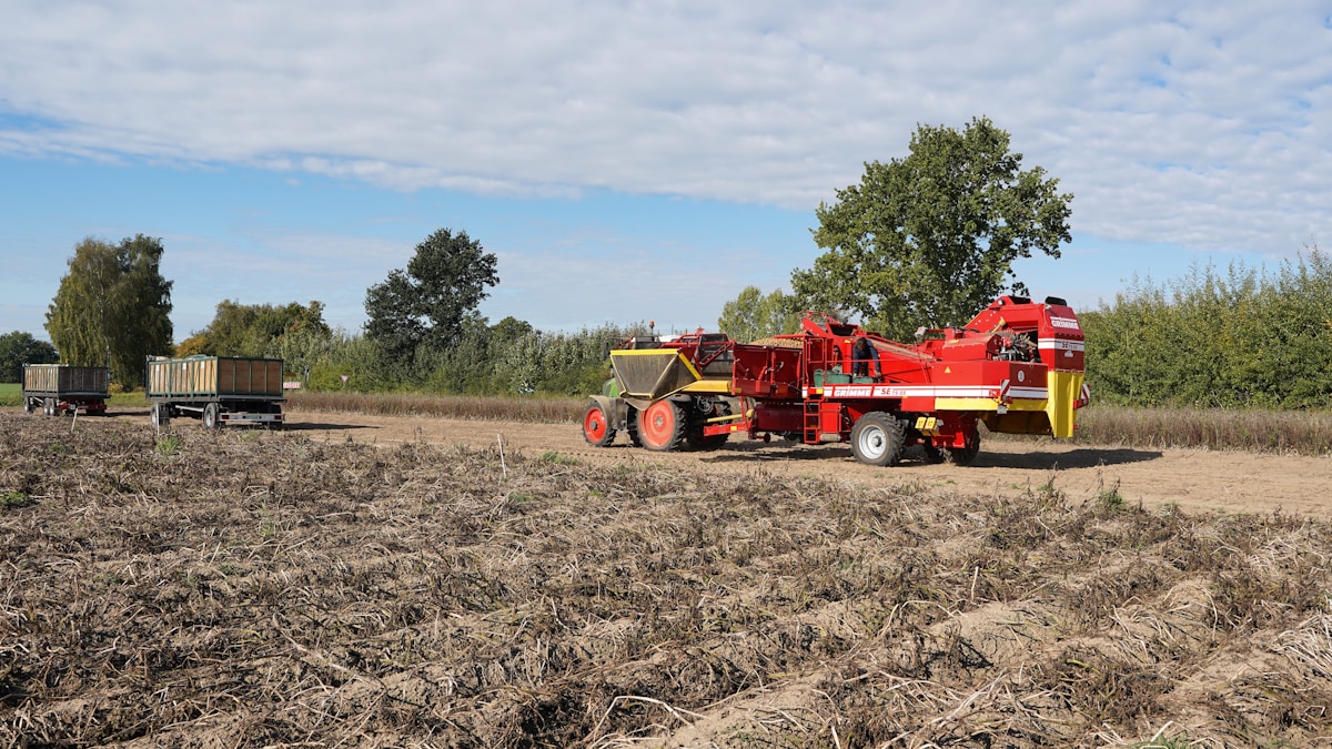 Récolte de pommes de terre à l'aide d'une machine agricole rouge.