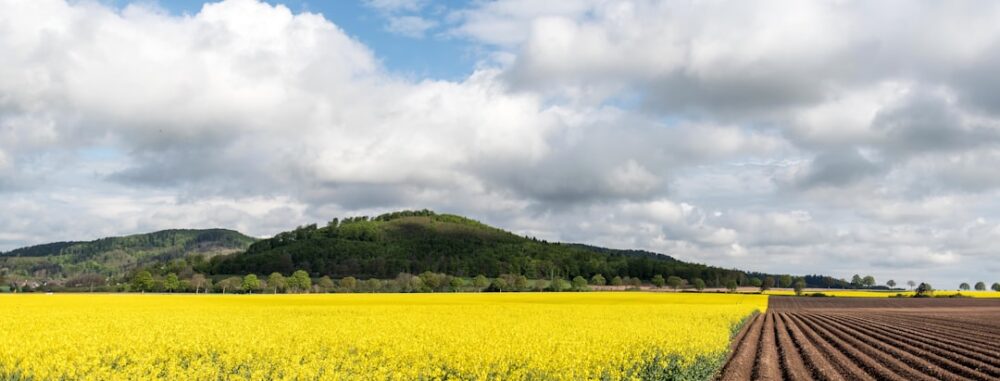 Champ jaune avec collines sous ciel nuageux, exemple de désherbage alternatif pour cultures maraîchères de plein champ.
