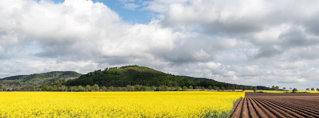 Champ jaune avec collines sous ciel nuageux, exemple de désherbage alternatif pour cultures maraîchères de plein champ.