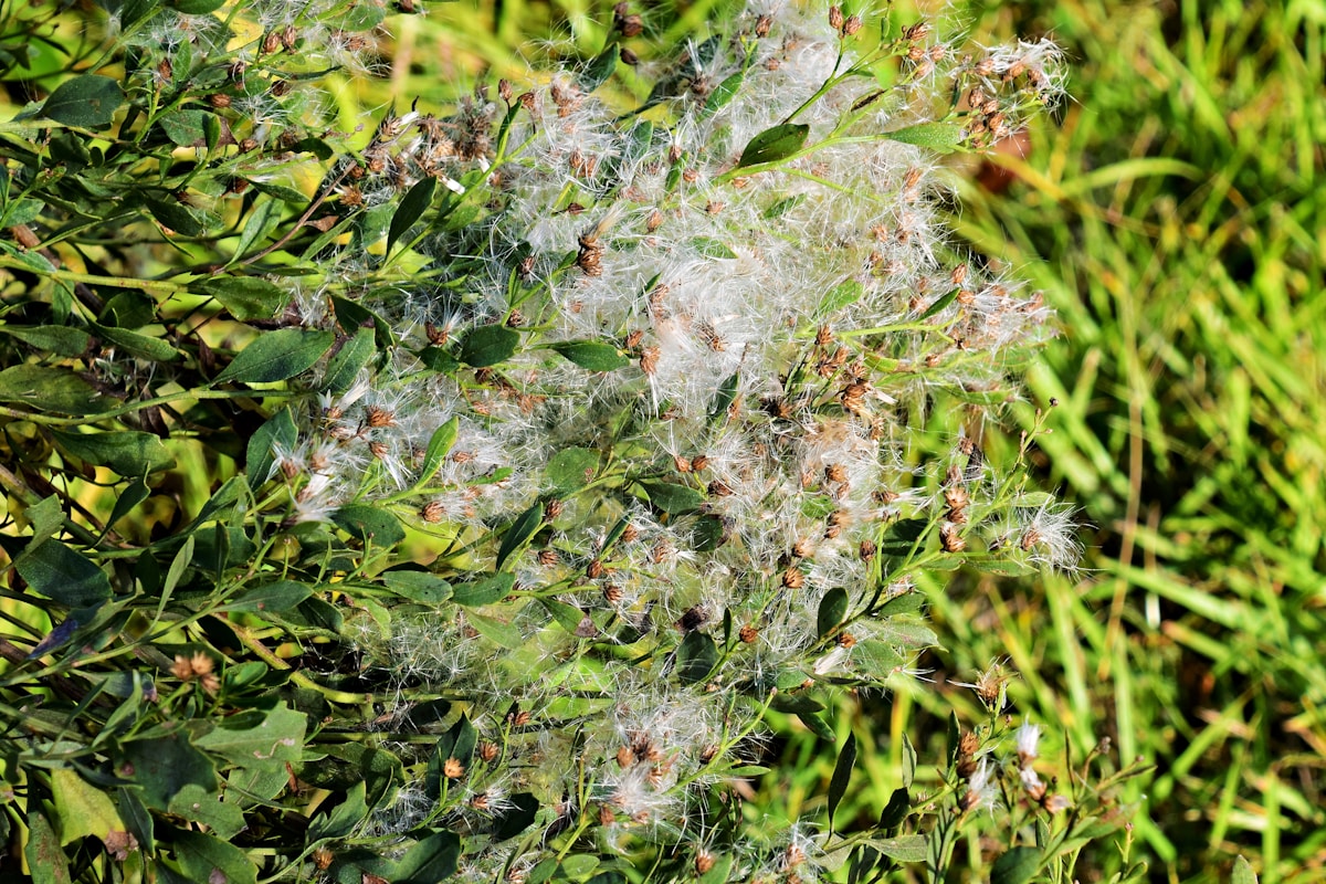Touffes de fleurs blanches et vertes dans l'herbe.